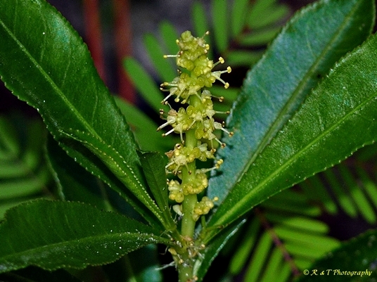 {Stillingia sylvatica}